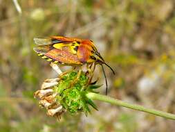 Image of Carpocoris