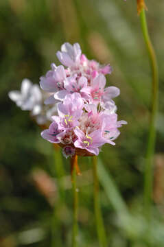 Image of thrift seapink