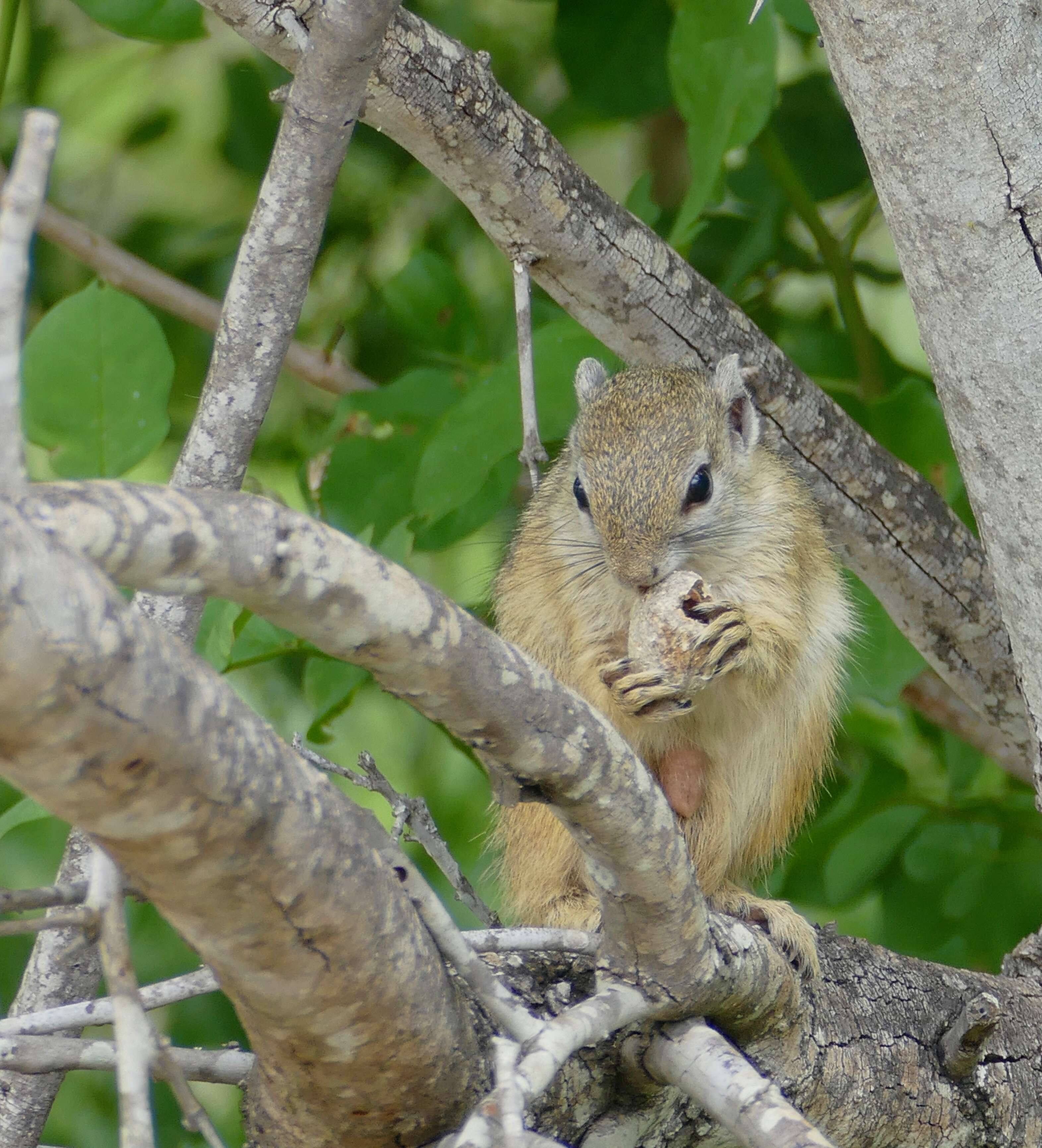 Image of Smith's Bush Squirrel