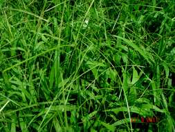 Image of crowngrass