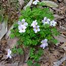 Image of crimson woodsorrel