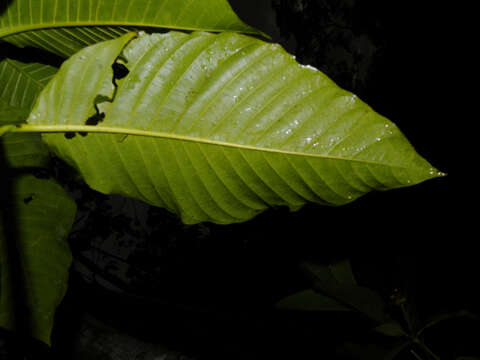 Palicourea guianensis Aubl.的圖片