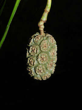 Image of Thoracocarpus