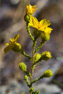 Image of Heermann's tarweed