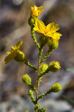 Слика од Holocarpha heermannii (Greene) Keck