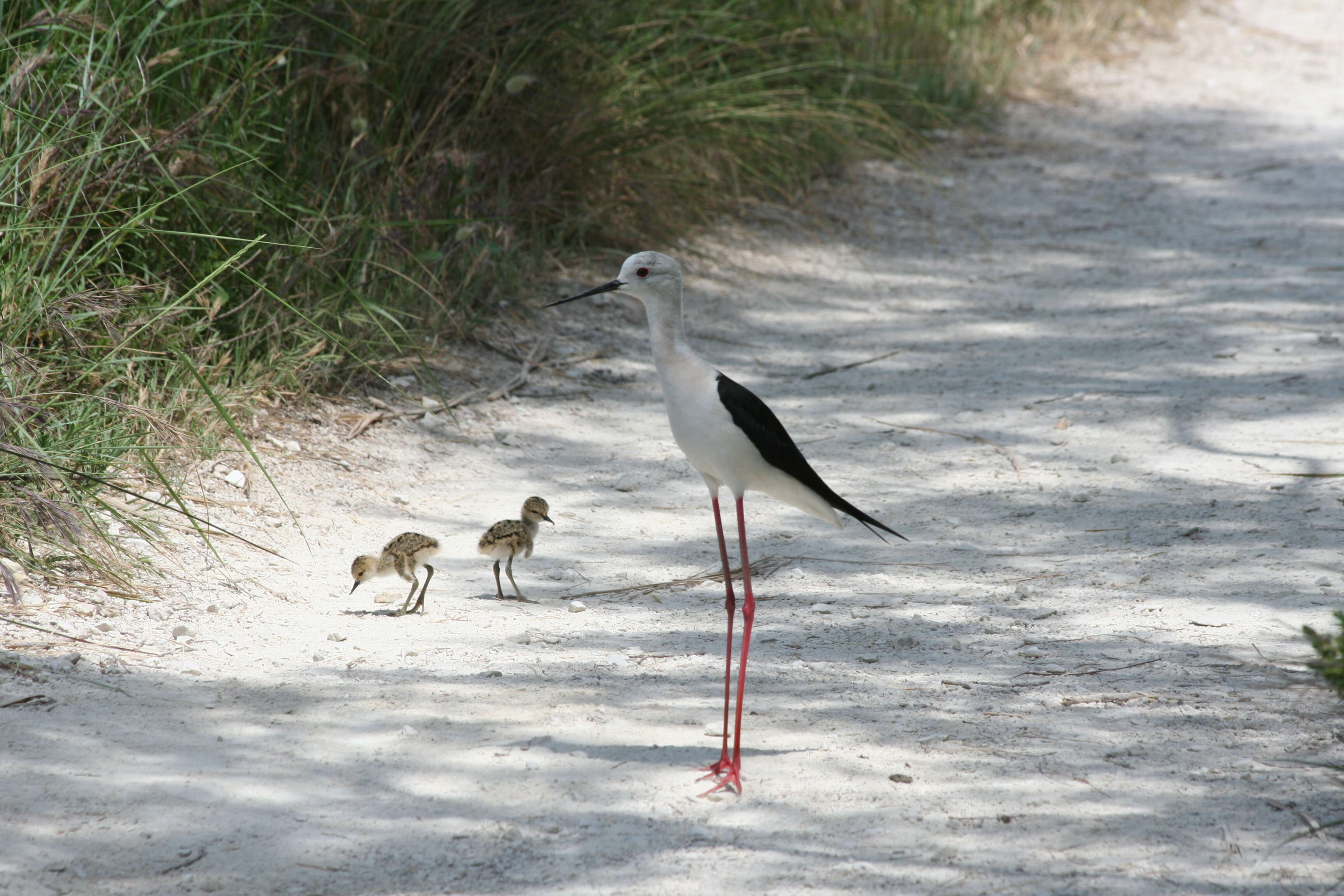 Image de echasse blanche