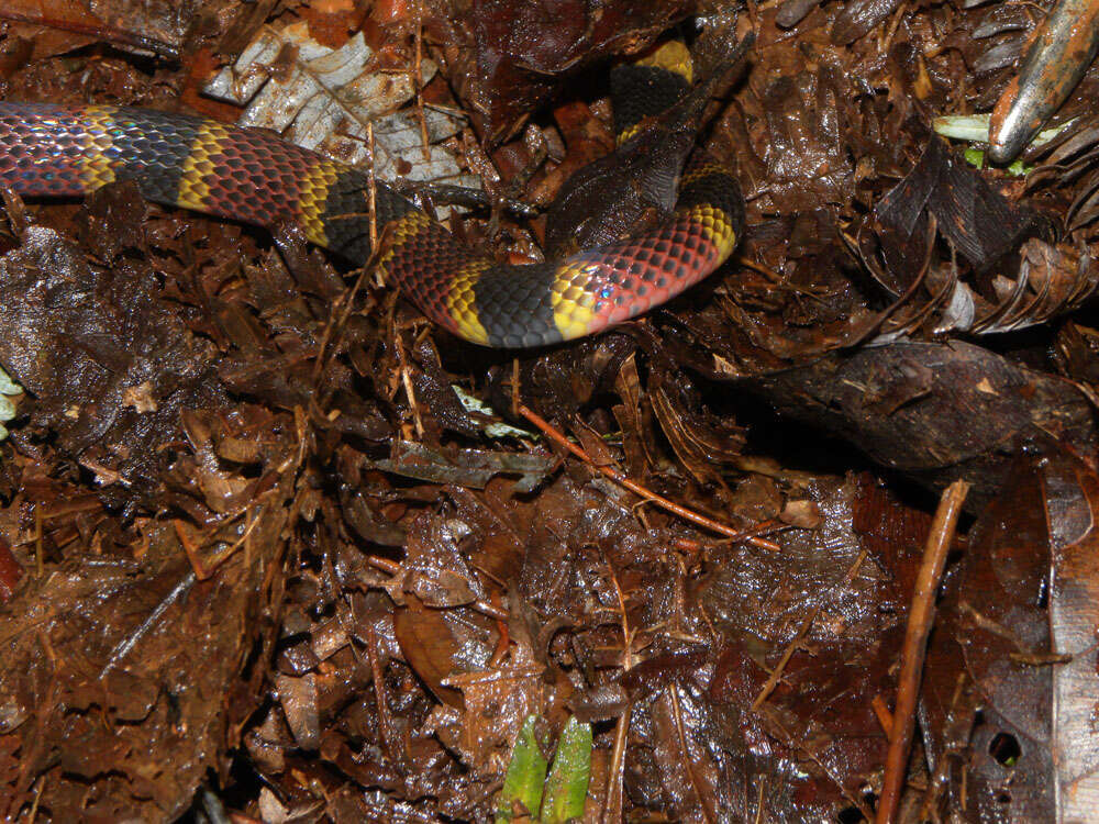 Image of Black-banded Coral Snake