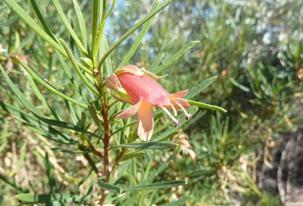 Слика од Eremophila latrobei F. Muell.