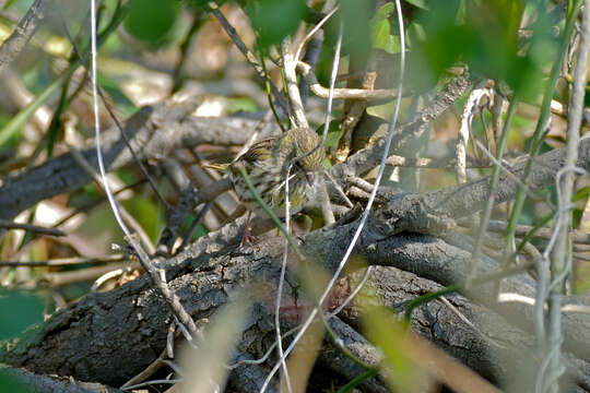 Image of serin, european serin