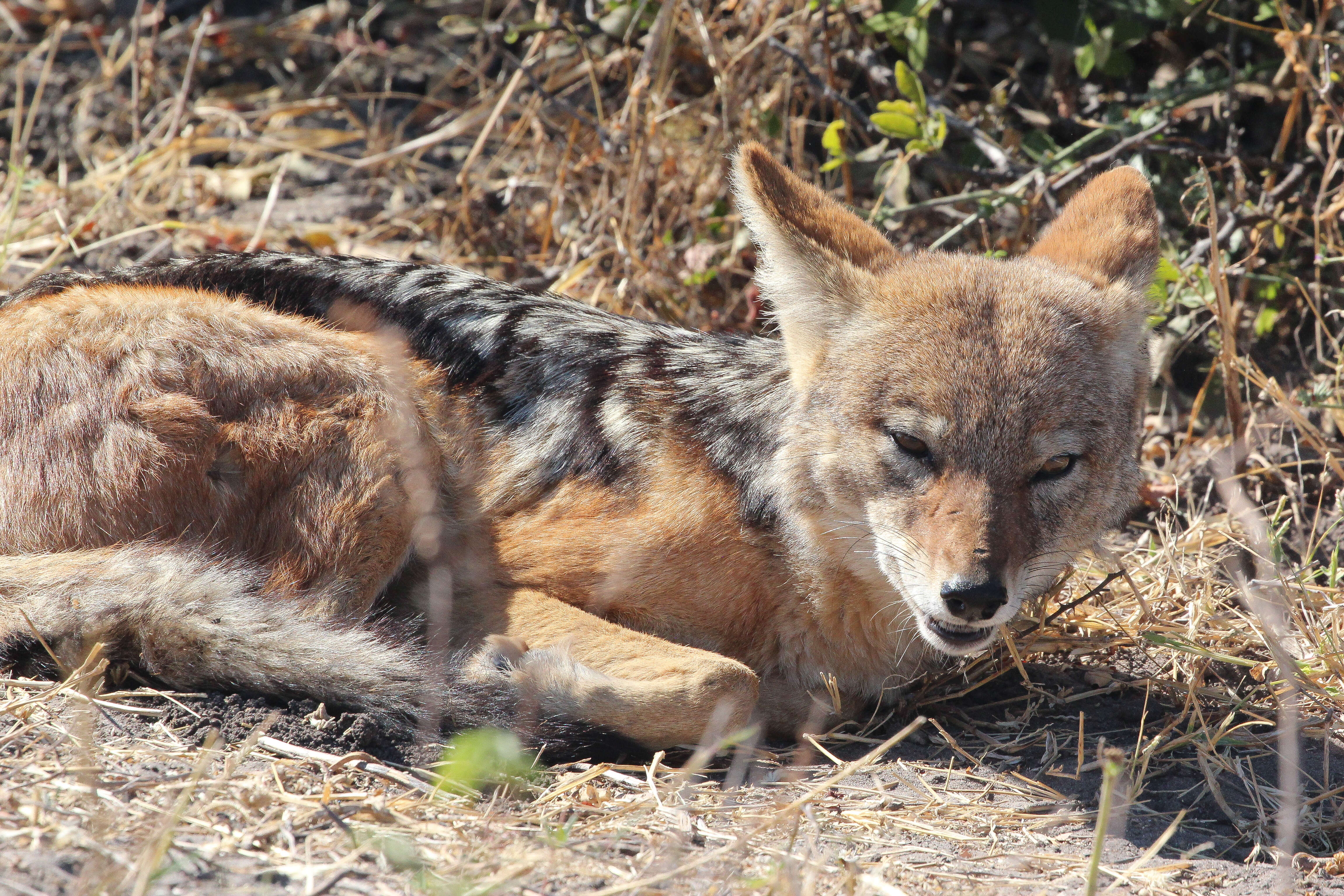 Image of Canis mesomelasa