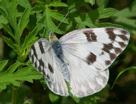 Image of Checkered White