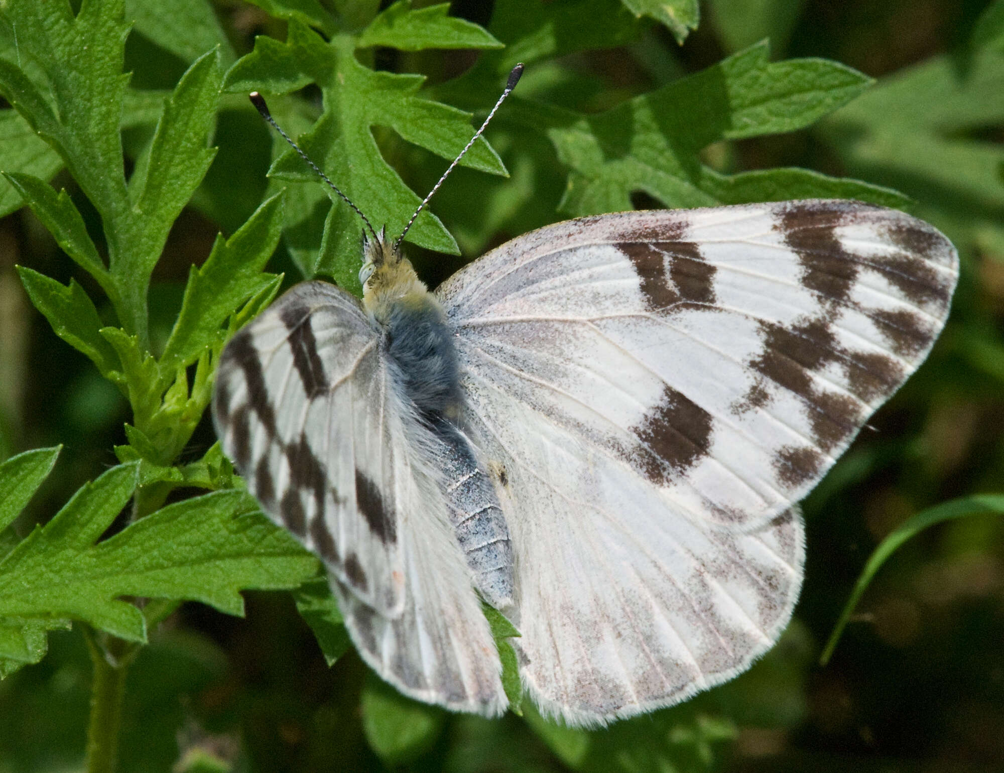 Image of Checkered Whites