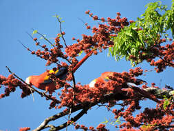 Image of Scarlet Macaw