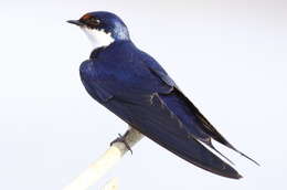 Image of White-throated Swallow