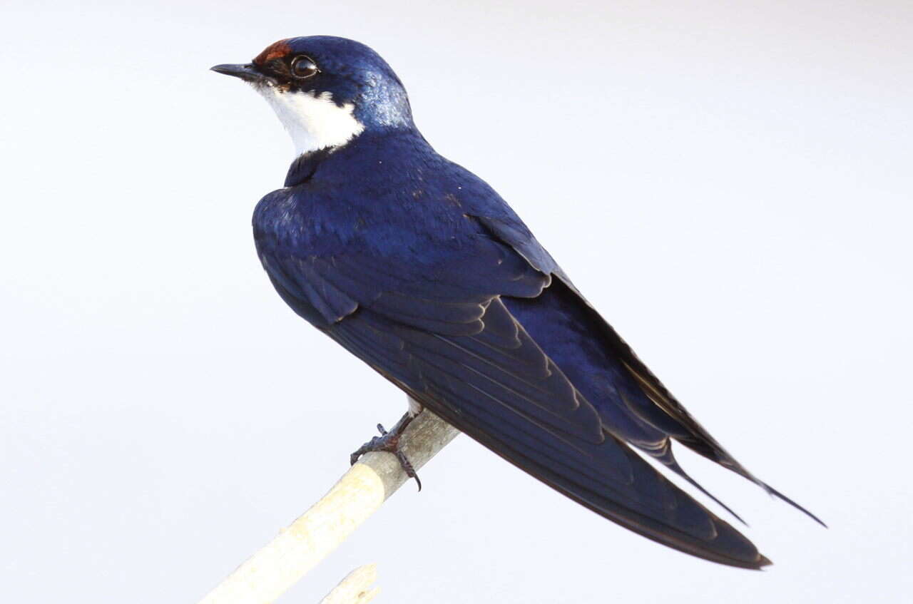 Image of White-throated Swallow