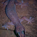 Image of Augenfleckengecko