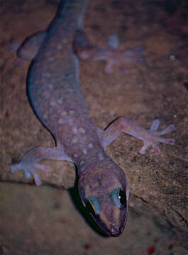 Image of Augenfleckengecko