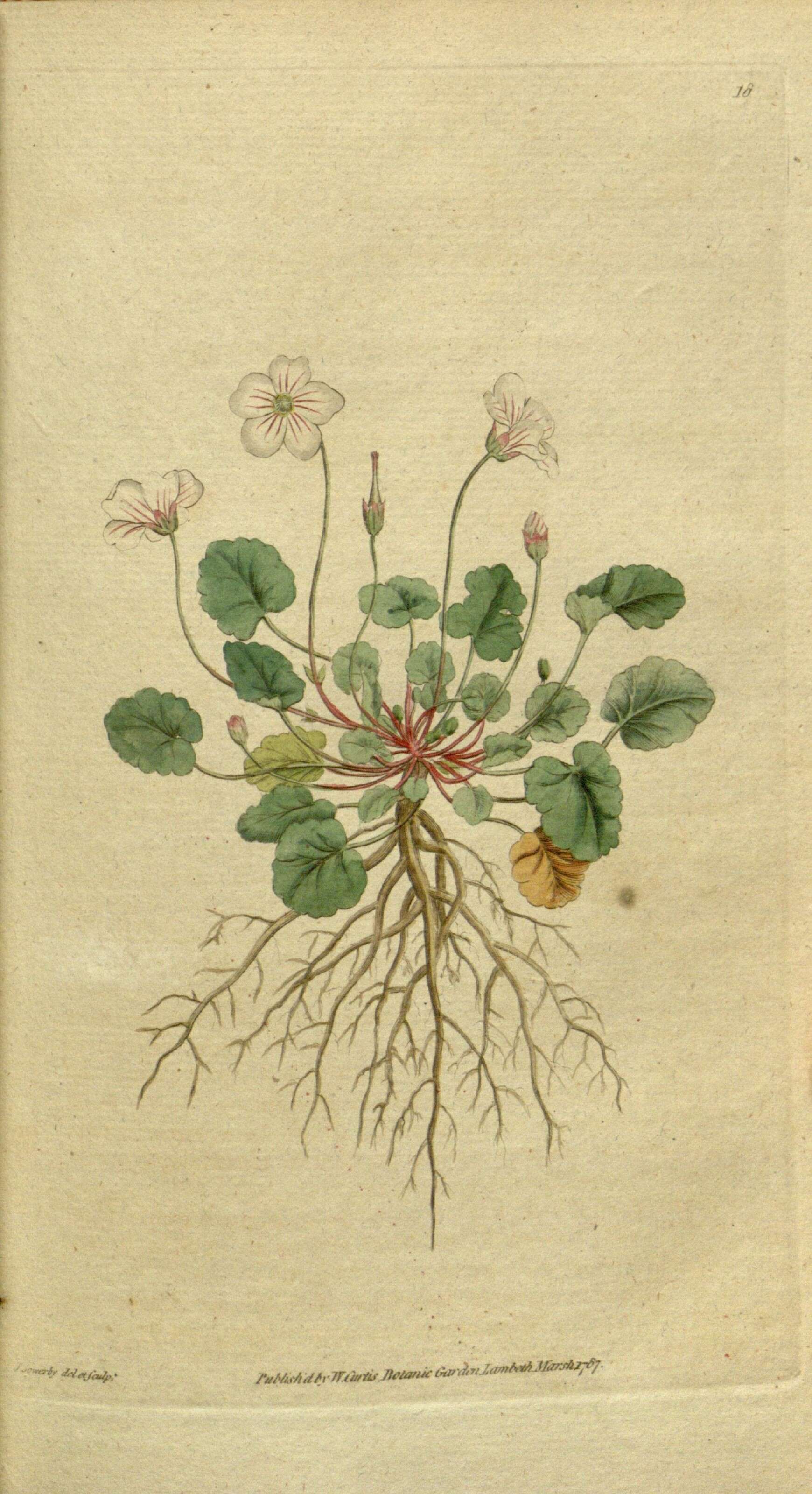 Image of Erodium reichardii (Murray) DC.
