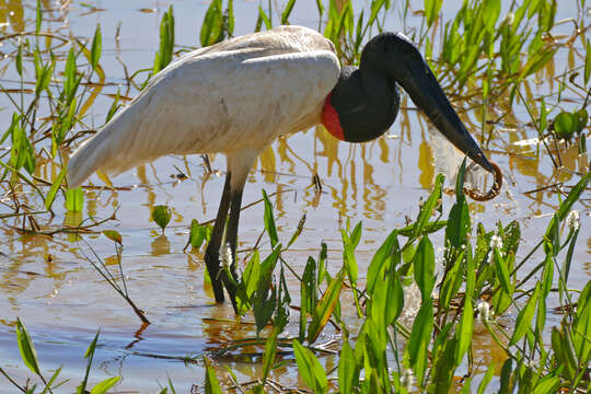 Image of Jabiru Hellmayr 1906