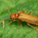 Image of Cantharis cryptica