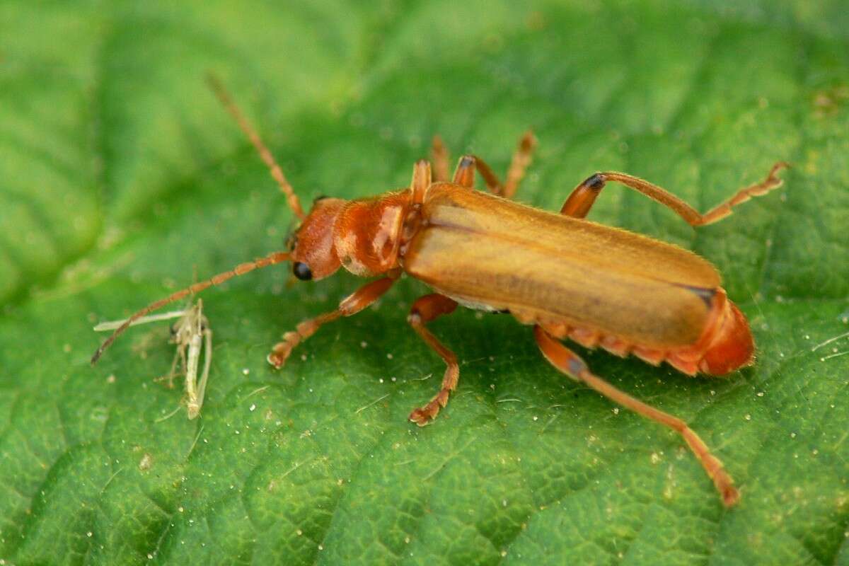 Image of Cantharis