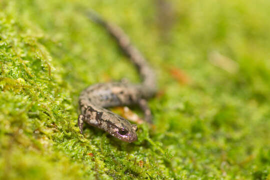 Image of Woodland salamander