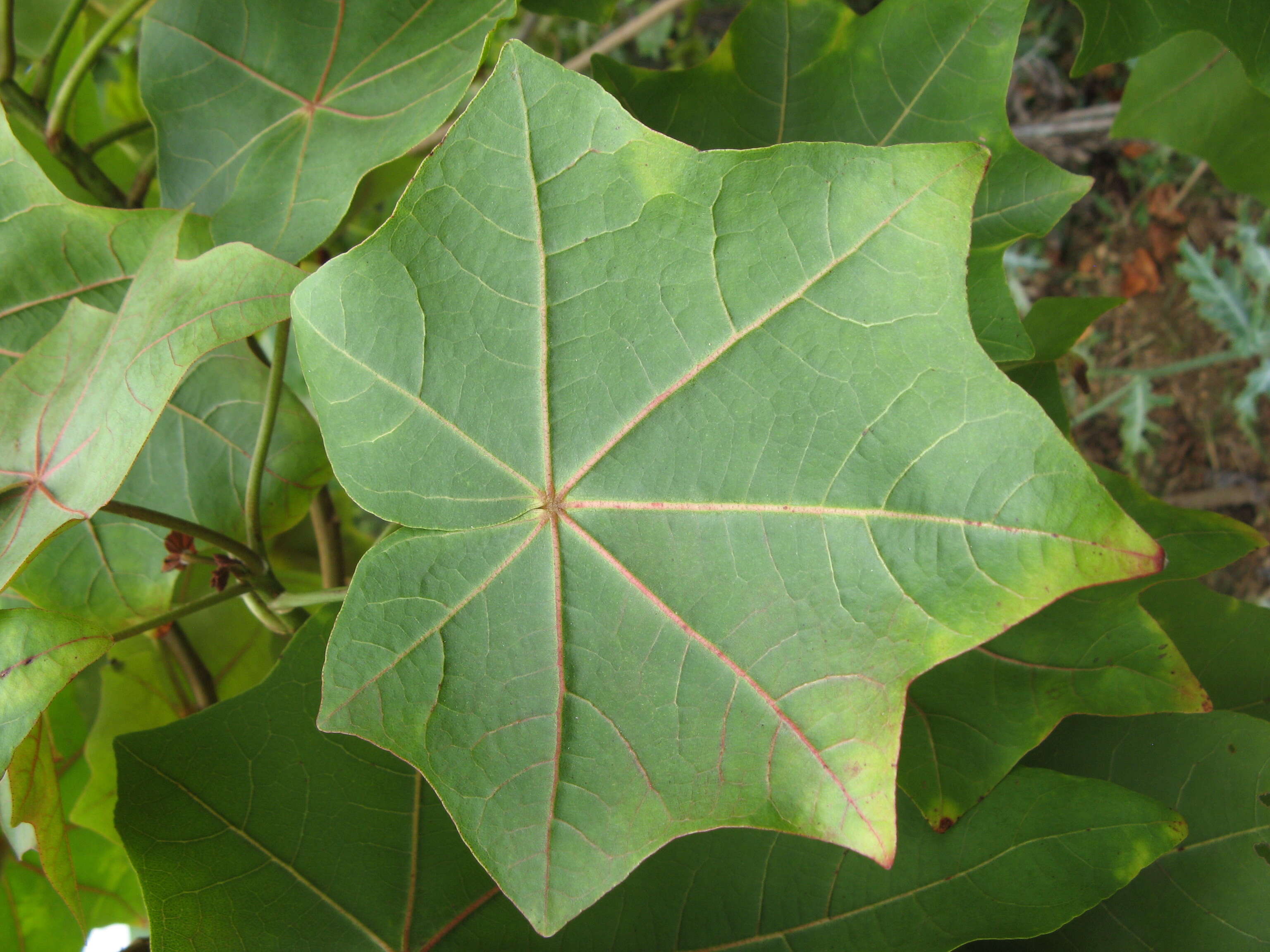 Image of treecotton