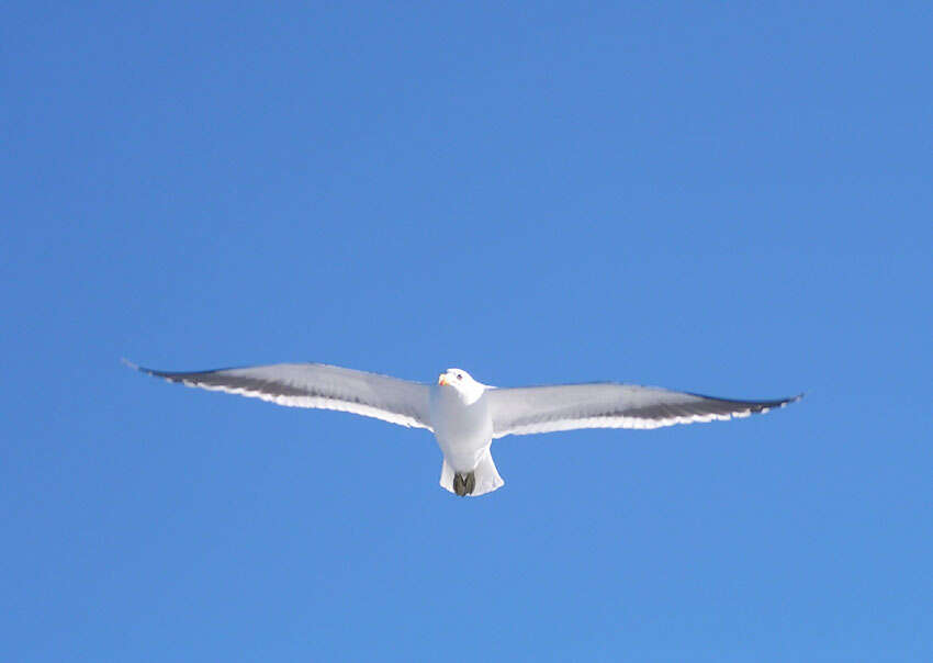 Image of Larus Linnaeus 1758