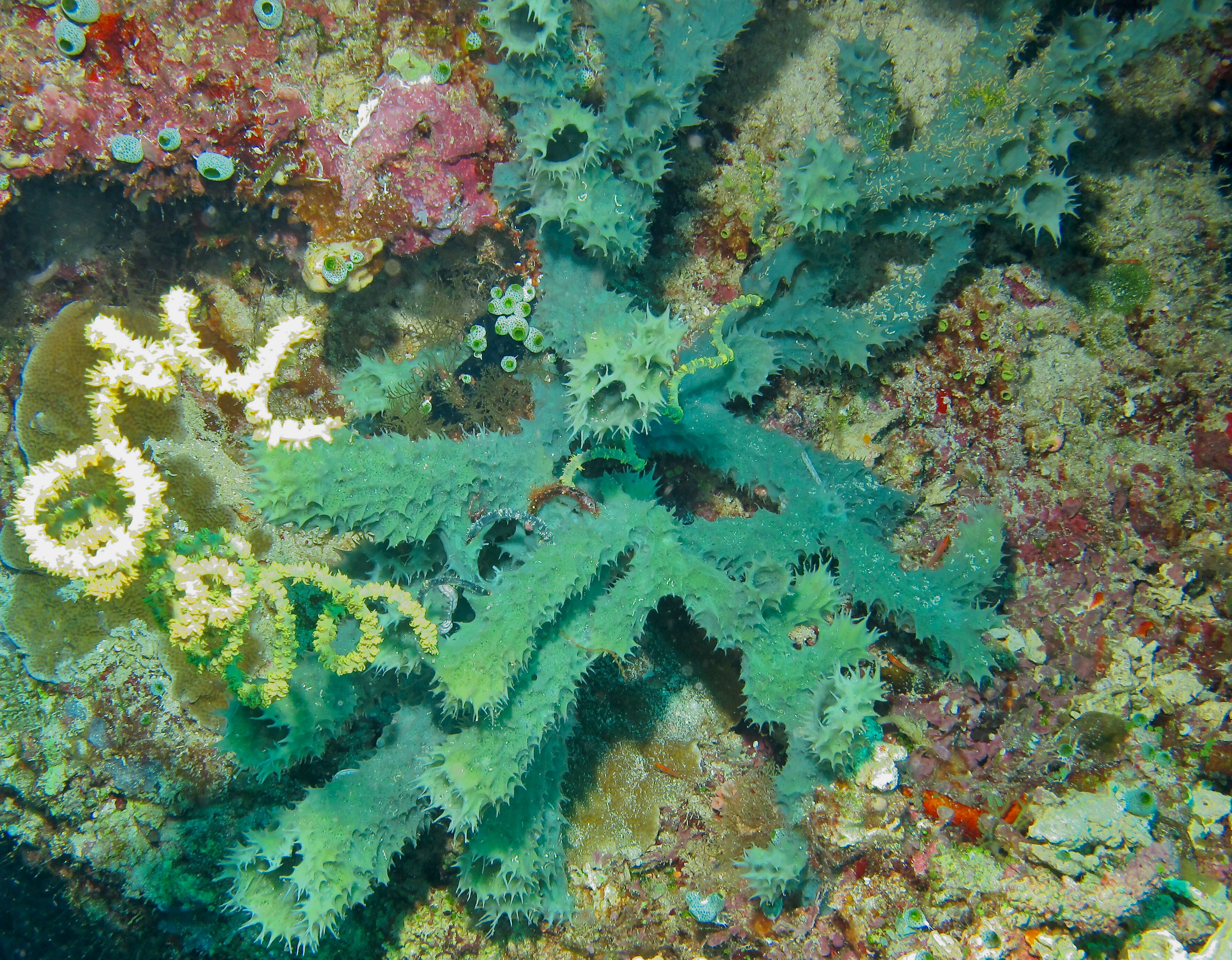 Image of Callyspongia (Cladochalina) aerizusa Desqueyroux-Faúndez 1984