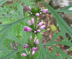 Image of motherwort