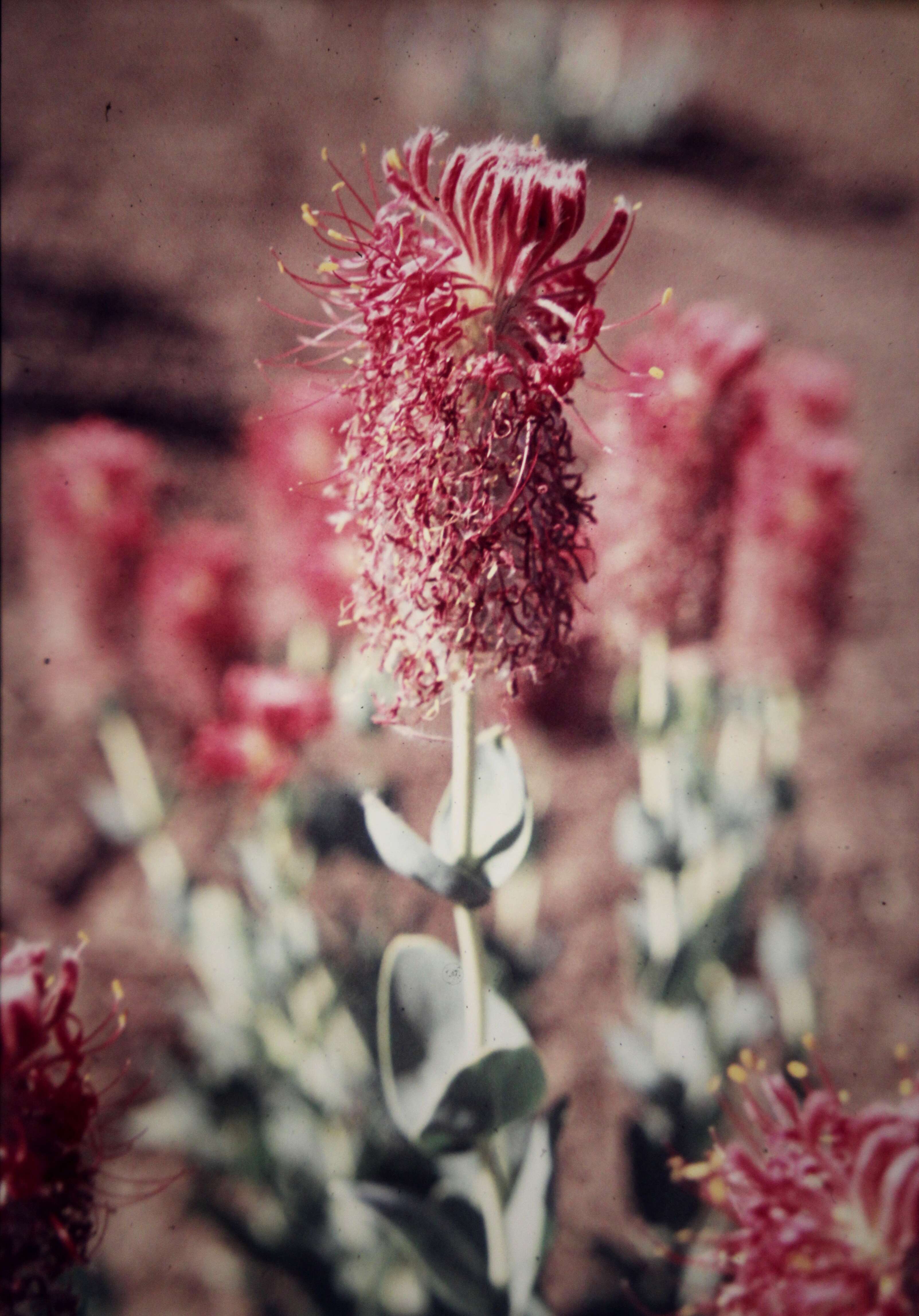 Image of Pimelea decora Domin