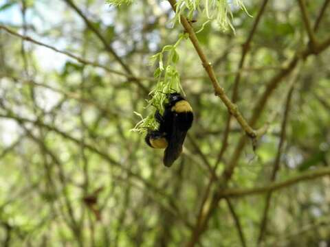 Image of Bumblebees