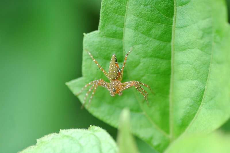 Image of lynx spiders