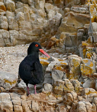 Image of African Black Oystercatcher