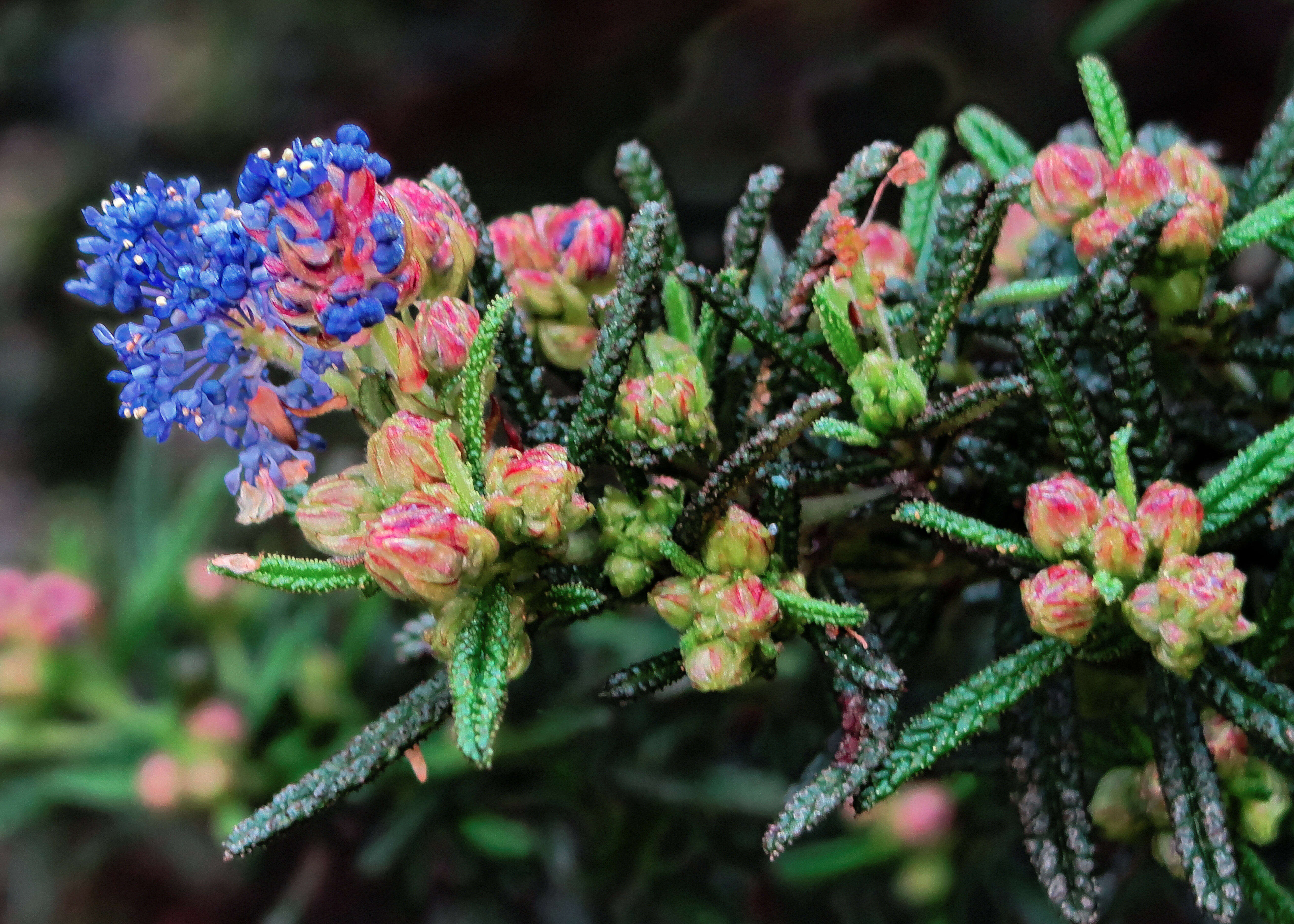 Image of wartleaf ceanothus