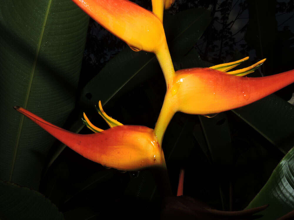 Plancia ëd Heliconia latispatha Benth.