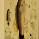 صورة Trachinops caudimaculatus McCoy 1890