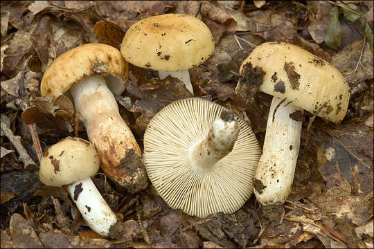 Image of Russula grata Britzelm. 1893