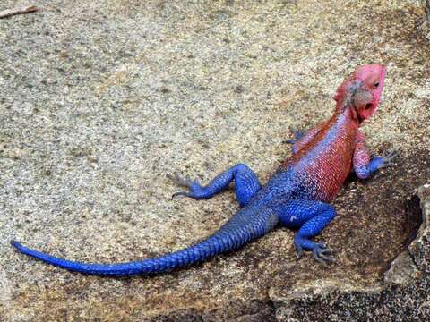 Image of Mwanza Flat-headed Rock Agama