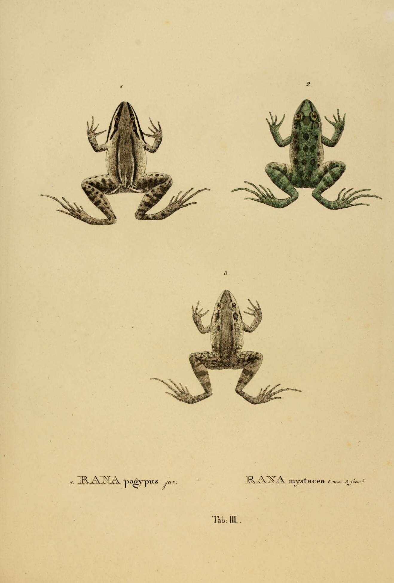 Image of <i>Rana pagypus</i> Spix 1824