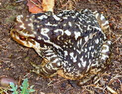 Image of Nile Valley Toad