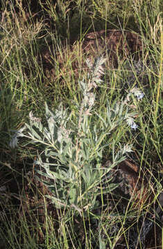 Image de Trichodesma zeylanicum (Burm. fil.) R. Br.