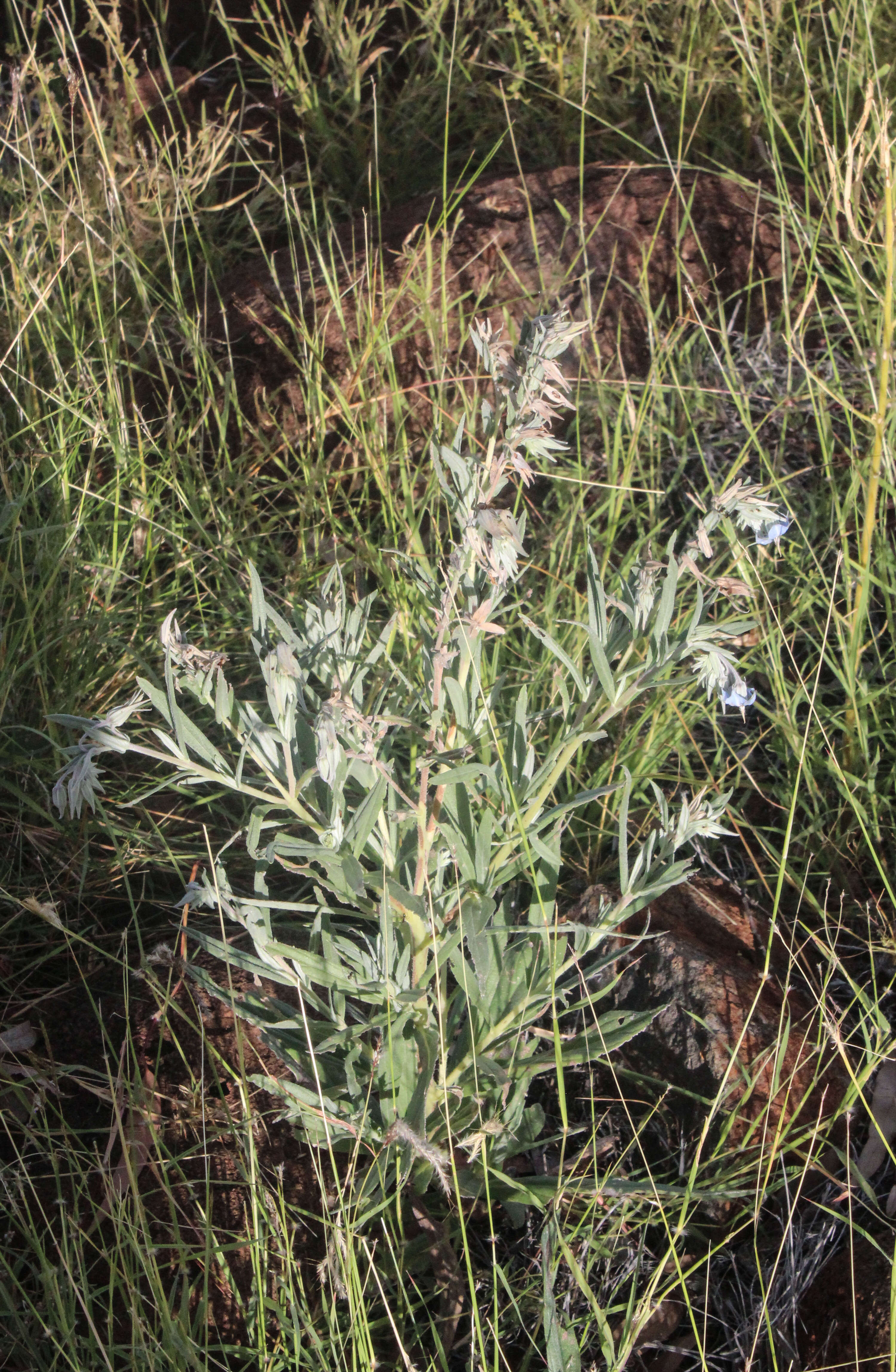 Image of Late weed