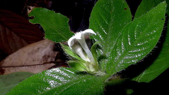 Image of Psychotria iodotricha Müll. Arg.