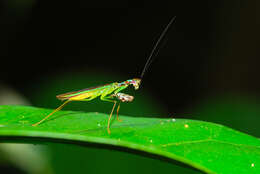 Image of Iridopterygidae