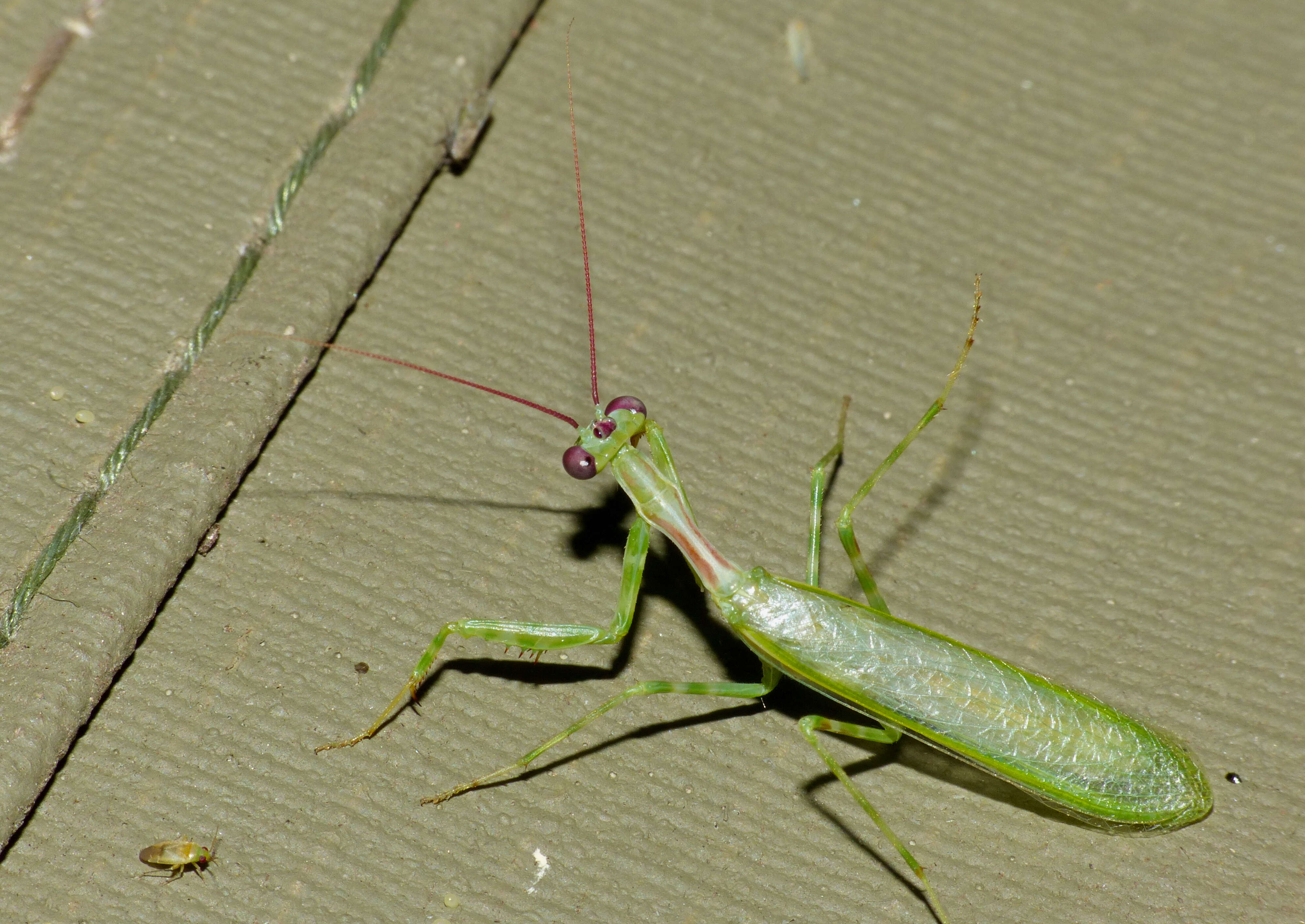 Image of Miomantis