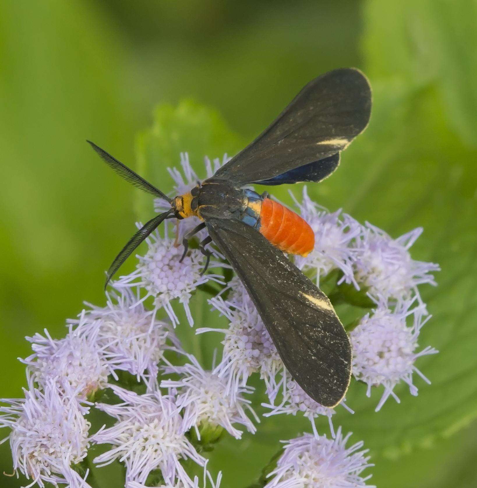 Image of Harnessed Tiger Moth