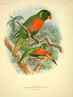 Image of Scarlet-breasted Lorikeet