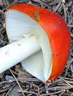 Image of Amanita