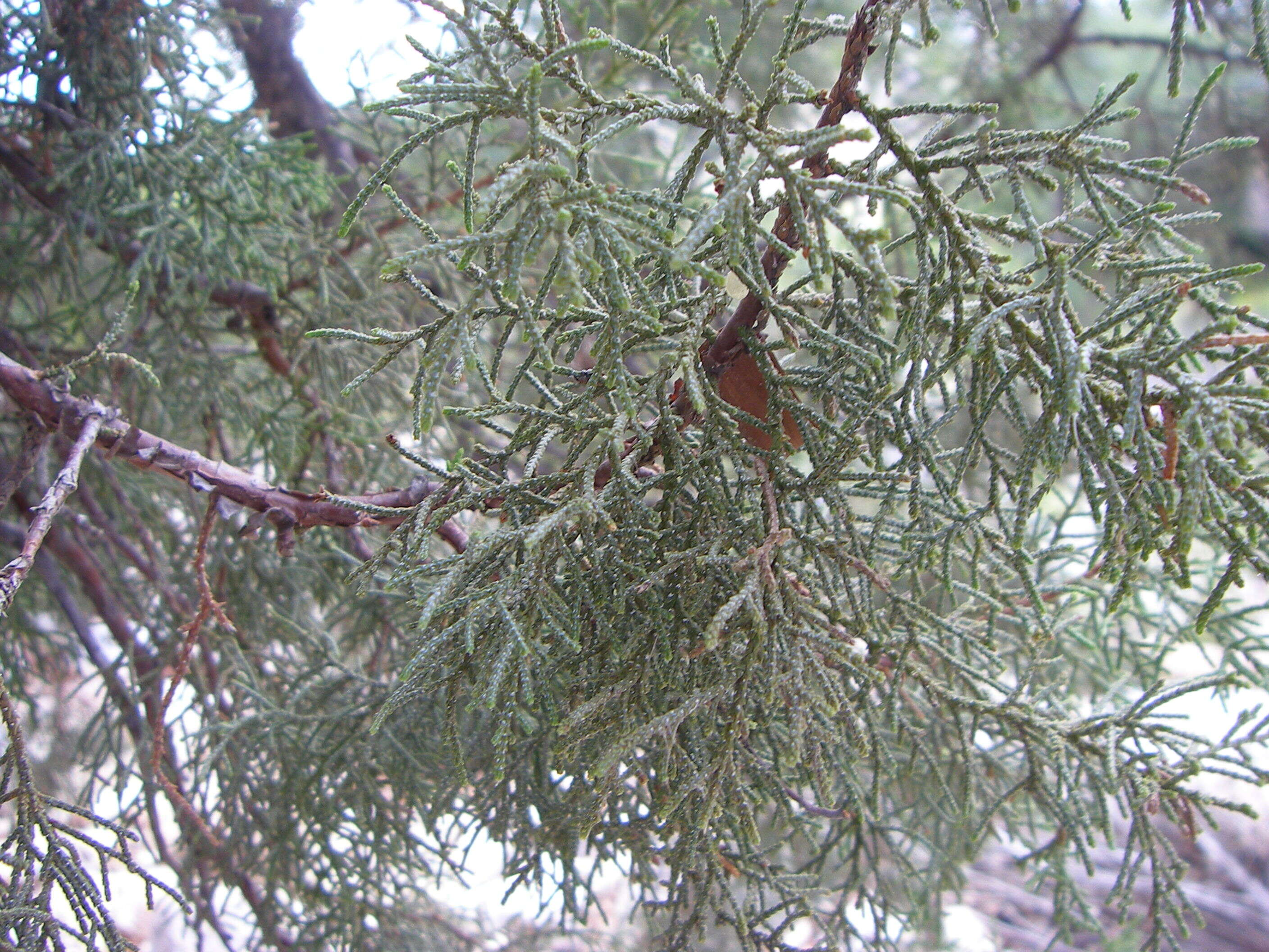 Image of juniper